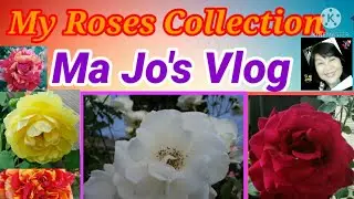 My Roses Collection
