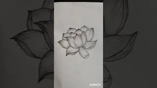 Lotus Flower Drawing - Pencil Shade Art