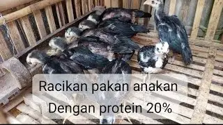 Pakan untuk anakan ayam