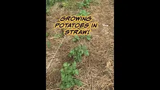 Growing Potatoes in Straw! (Ruth Stout Method)