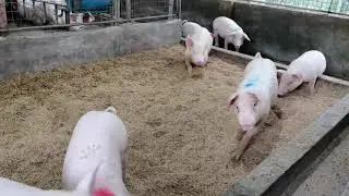 F1 Piglets kainan na 🐖