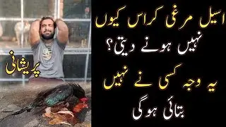 Aseel murgi cross Kyu nhi hny dti | Aseel murgi cross na krny ki waja | Aseel pair cross Kyu ni krta