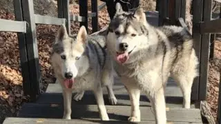 1월17일 아침산책 시베리안허스키 말라뮤트 시베리안허스키(북촌)