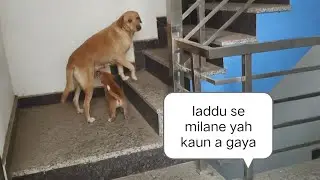 यह कौन आ गया 🫣🐕🦮