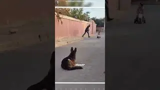 German Shepherd Saves A Baby From Thief 🤯