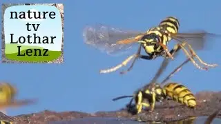 German Wasp and Paperwasp. Deutsche Wespe und Haus-Feldwespe