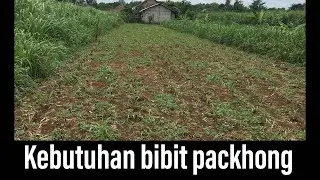 Kebutuhan bibit rumput packhong di lahan 840 m2 (60 ru)