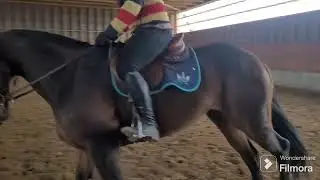 Maple - 2012 Canadian Sport Horse mare