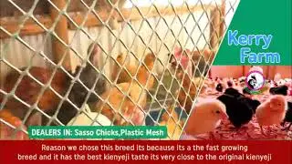 Making money with sasso chickens from Kerry Farm Kenya