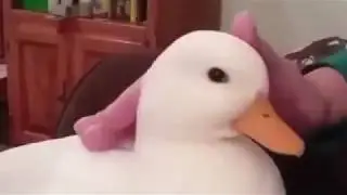 nice duck