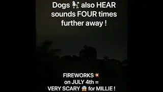 Fireworks & Thunder Fear In Dogs