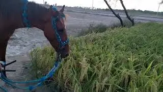 Horse eating one of the best hybrid Rice Variety | Tara 786 | Food source