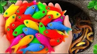 Catching Beautiful Ornamental Fish from Giant Rainbow Eggs, Baby Turtles, Eels, Goldfish, Crayfish