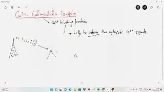Cell Signalling 2B