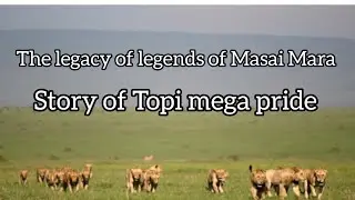 Story of Topi pride | Who is the dad of tali's cubs ? The blood of notches .