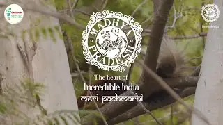 #MPPachmarhi | Giant Squirrel