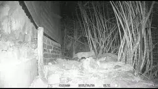 Red fox chases wild rat in our garden uk wildlife vixen vs rat trail camera apeman h68 fox v rat