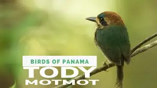 Tody Motmot: Charismatic Lowland Bird, Tail Flicks, Calls & Why It&rsquo;s Named After a Tody