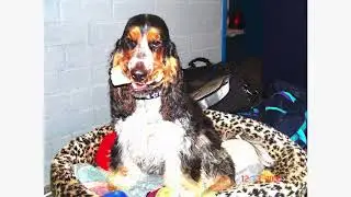 English Cocker Spaniel Benz 13 years old now, born 5th june 2005