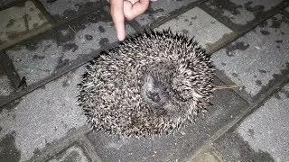 Pirmais ezis - Первый ёжик - First Hedgehog