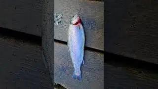 How to Catch Stocked Trout