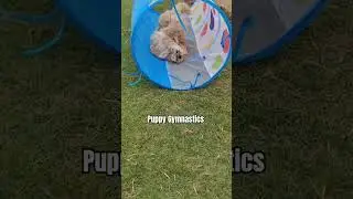 I swear he went back to bite what tripped him 😆 #poochon #puppy #puppyvlog #dog
