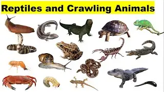 Reptile and Crawling Animals Names In Hindi| Reptile Animal Names with Pictures & Sounds