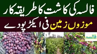 Falsa ki Kasht | falsa farming in Pakistan  || فالسہ کی کاشت
