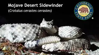 Mojave Desert Sidewinder (Crotalus cerastes cerastes)