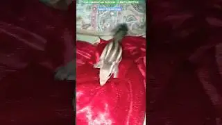 It's Time to Play Hide & Seek #bird #hideandseek  #animal #cockatiel #lovebird #playing #squirrel