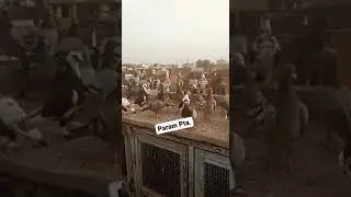 Billu Ustad Patiala 2023 Layi New Set...