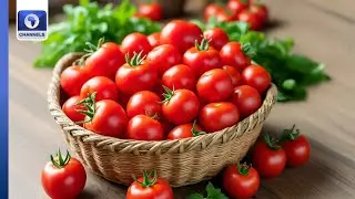 Tomatoes Price In Nigeria Drops By 33% To ₦50,000 In December