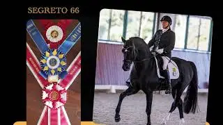 Segreto 66 Available for breeding from January 31 until August 31, 2026