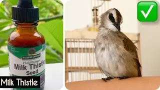 Bird DETOX using Milk Thistle ✨EFFECTIVE✨