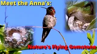 The Walnut-Sized Wonder | Anna's Hummingbird Series: Episode 1