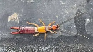 Rare Colorful Earwig With Big Pincers | Strange Insect Macro Close-Up 