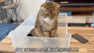 ねこが衣替えのお手伝い？いいえ邪魔です