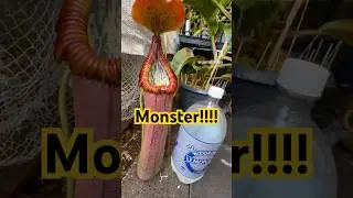 This plant eats mice. Watch out. #Nepenthes #Truncata x #Edwardsaiana.  #carnivorousplants