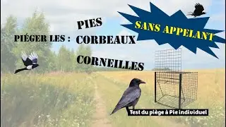 Pi&eacute;ger les pies ou corvid&eacute;s sans appelant + Test pi&egrave;ge &agrave; pie individuel