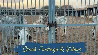 Gaushala in India | Protected Cows Behind Gate | Rural Animal Care