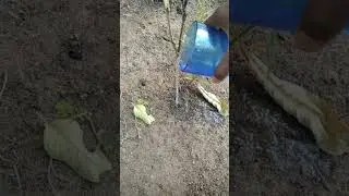 Pouring water to plant reverse video |