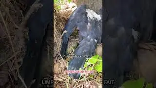 Les corbeaux sont plus malins que vous ne le pensez !
