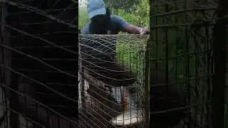 Rohu Fish Catching By Trap|Amazing Fishing Techniques video
