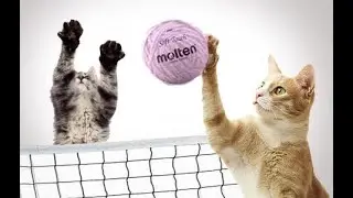 volleyball asmr with a somewhat soft whisper