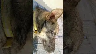 dog and Bola Ko sath me Lekar me Sogaya h #desidog #doglapan #dogsworld