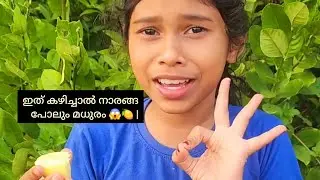 ഇത് കഴിച്ചാൽ നാരങ്ങ പോലും മധുരം 😱🍋 | Miracle Fruit Experience Malayalam | AysaabiKitchen
