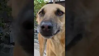 Street king Rock 🐶🥵🤟 | #dog #shorts #viral #funny