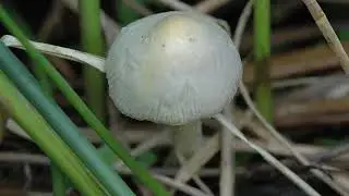 Bolbitius vitellinus