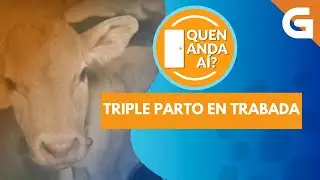 🐮🤩 Sorpresa en TRABADA: PARRULA pareu TRES XATOS