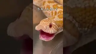 𝔻𝕀𝔻 𝕊𝕆𝕄𝔼𝔹𝕆𝔻𝕐  𝕊𝔸𝕐  𝕊𝔸𝕃𝔸𝕄𝕀 #salami #meme #funny #fyp #foryou @GalaxyExotics